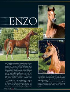 Enzo is a brown horse in a magazine.