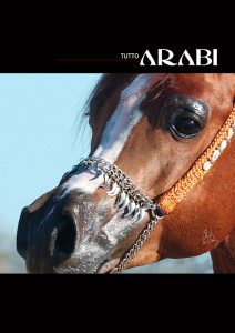 A brown horse with a bridle on its head.