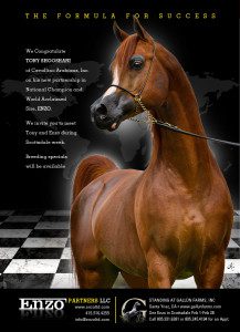 A horse is standing in front of a checkered board.