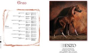 A horse is standing in front of a book with the word enzo on it.
