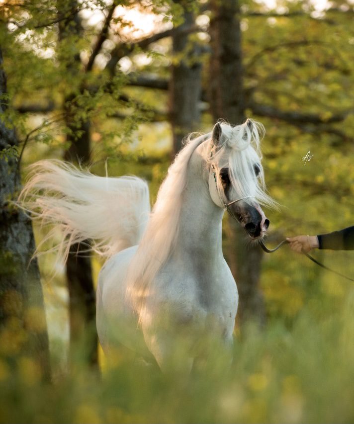 A woman is walking a white horse through the woods.