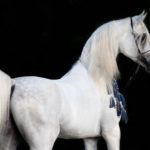 A white horse standing in the dark.