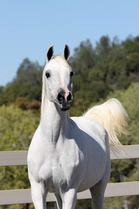 A white horse is running in a field.
