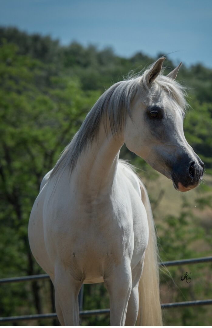 A white horse is standing next to a fence.