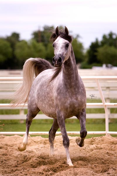 A grey horse galloping in a dirt field.
