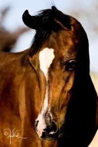A close up of a brown horse with a white face.