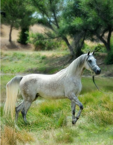 A white horse is running through a grassy field.