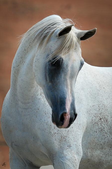 A close up of a white horse with long hair.