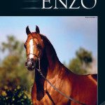 An image of a horse with the word enzo on it.
