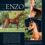 Enzo is a brown horse in a magazine.