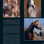 Enzo equine magazine - enzo equine magazine - enzo equine.