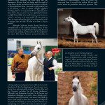 A spread with pictures of a white horse and a man.