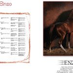 A horse is standing in front of a book with the word enzo on it.