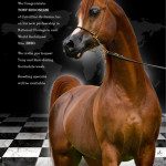 A horse is standing in front of a checkered board.