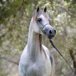 A white horse standing in a wooded area.