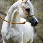 A white horse is standing in the woods.