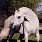 A white horse standing next to a fence.