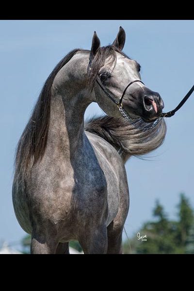 A grey horse with its mane blowing in the wind.