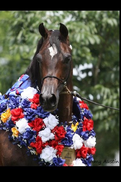 A horse wearing a red, white and blue wreath.
