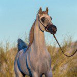 A grey horse is walking with a leash in the desert.