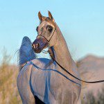 A grey horse standing on a leash in the desert.