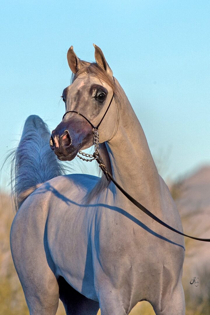 A grey horse with a leash in the desert.