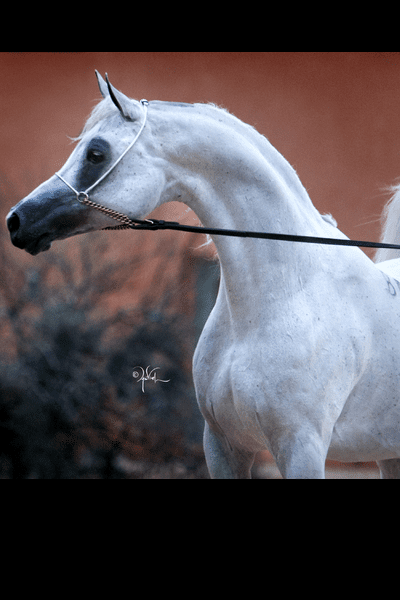 A white horse is walking with a leash.