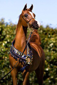 A brown horse with a blue ribbon on its neck.