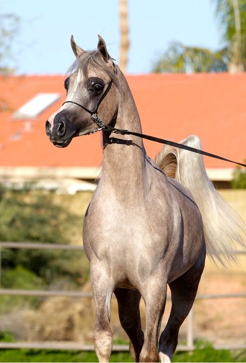 A grey horse is walking on a leash.
