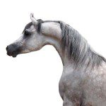 A grey horse standing on a white background.
