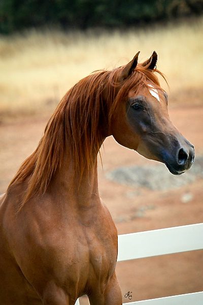 A brown horse standing next to a white fence.