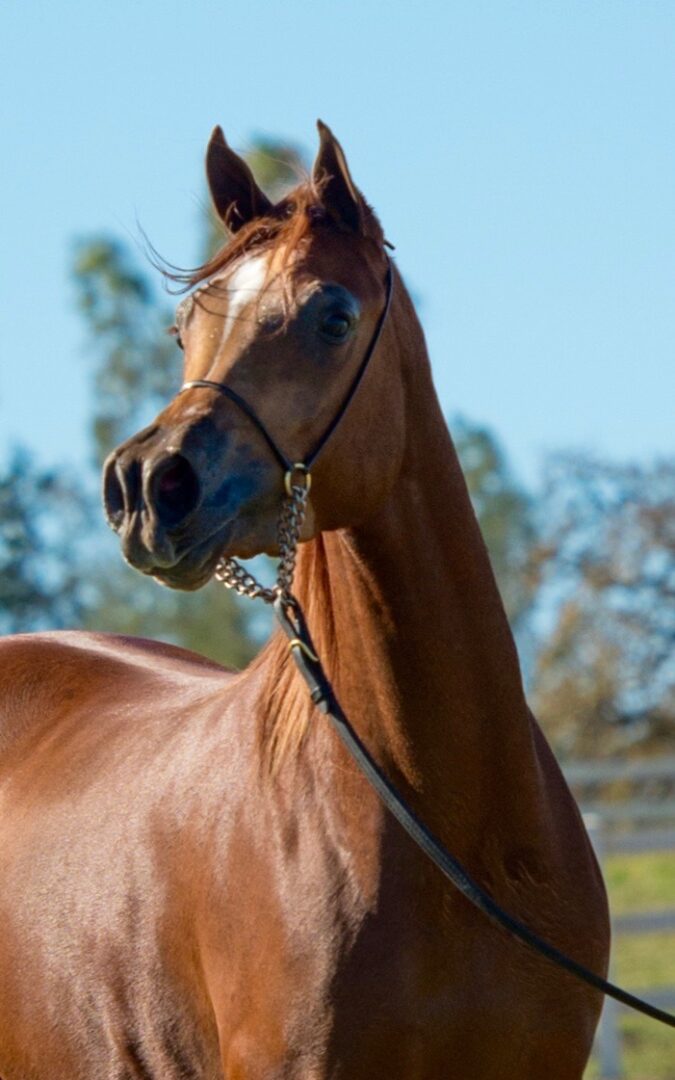 A brown horse standing in a field with a leash.