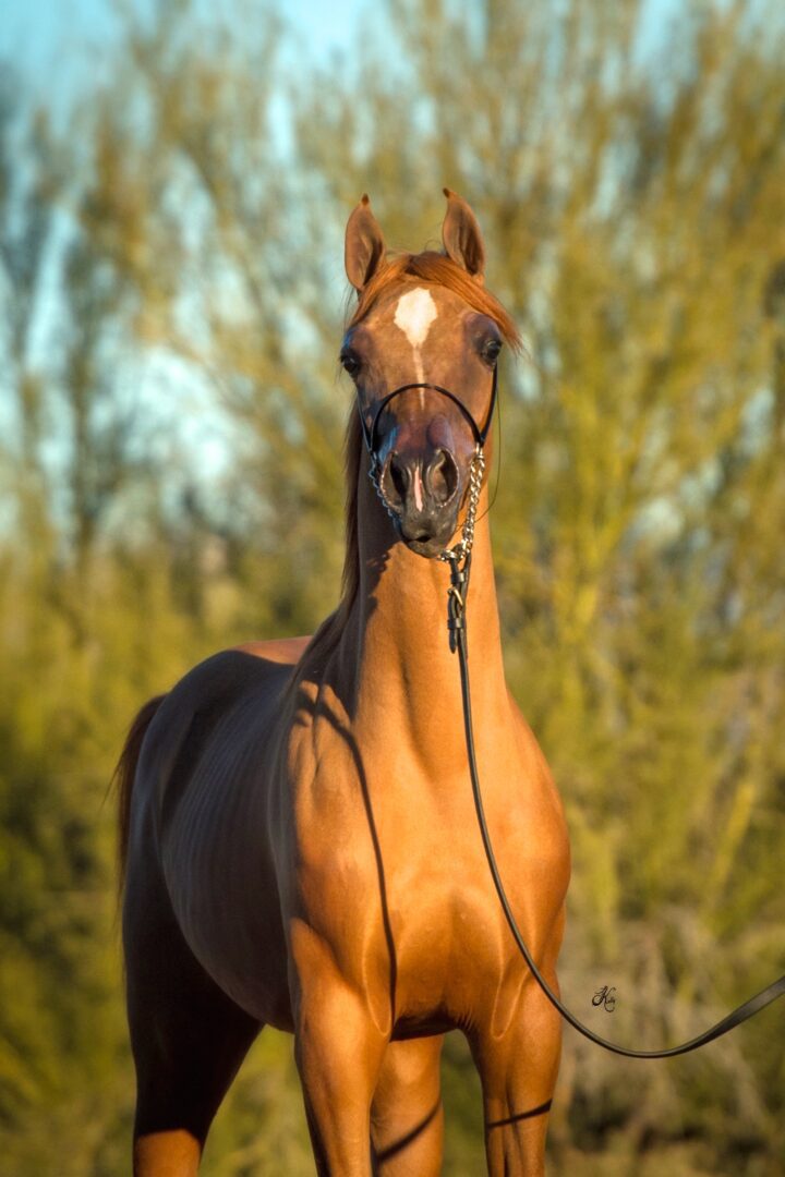 A brown horse is standing with a leash.