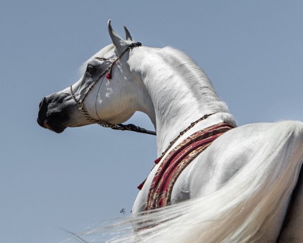 A white horse with a long white mane.