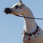 A white horse is standing on a blue sky.