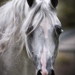 A close up of a grey horse with long hair.