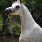 A white horse with a halter on its head.