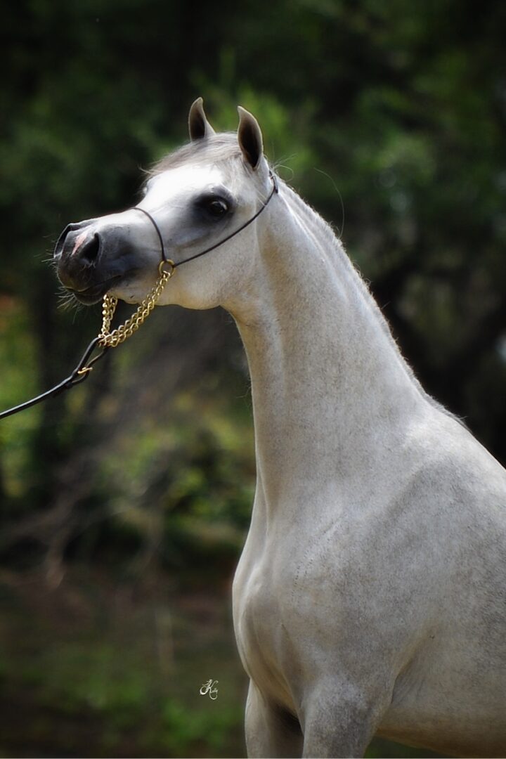 A white horse with a halter on its head.