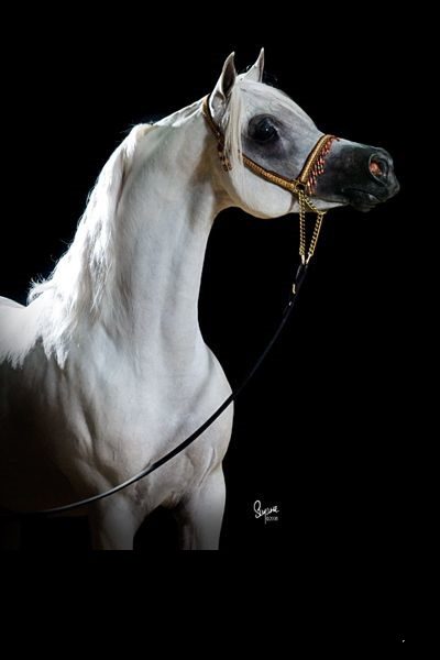 A white horse standing on a black background.