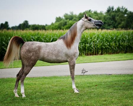 A grey horse standing in a corn field.