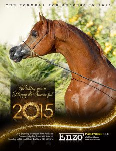 The 2015 enzo equine calendar.