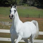 A white horse standing on a white fence.