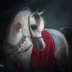 A white horse wearing a red scarf.