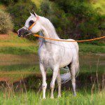 A white horse standing by a pond with a rope.