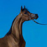 A brown horse is standing in front of a blue sky.
