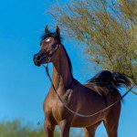 A brown horse standing on a leash in front of a blue sky.