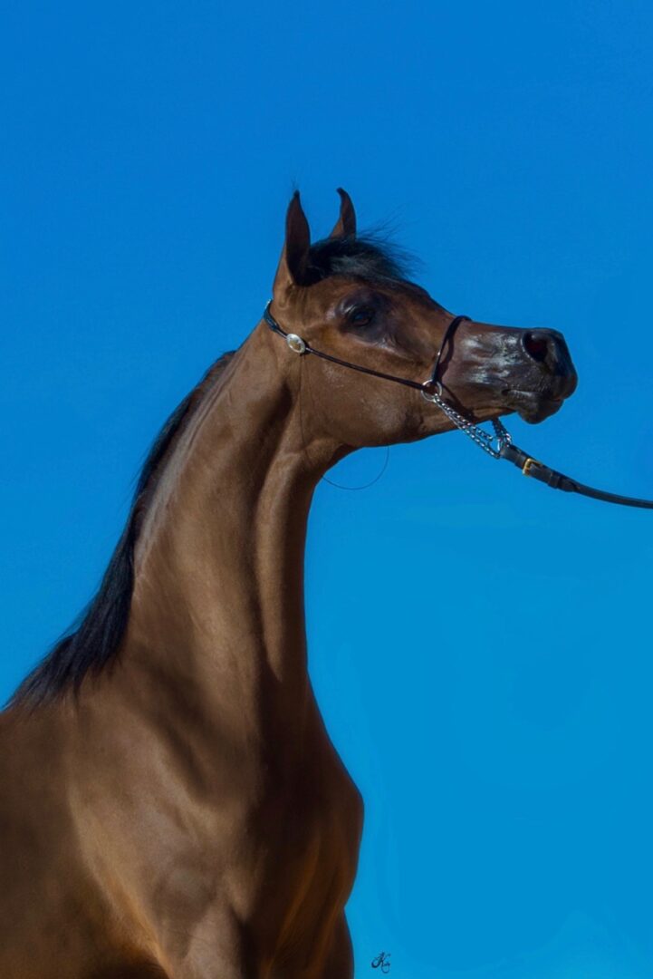 A painting of a brown horse with a halter.