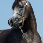 A grey horse with a chain around its neck.
