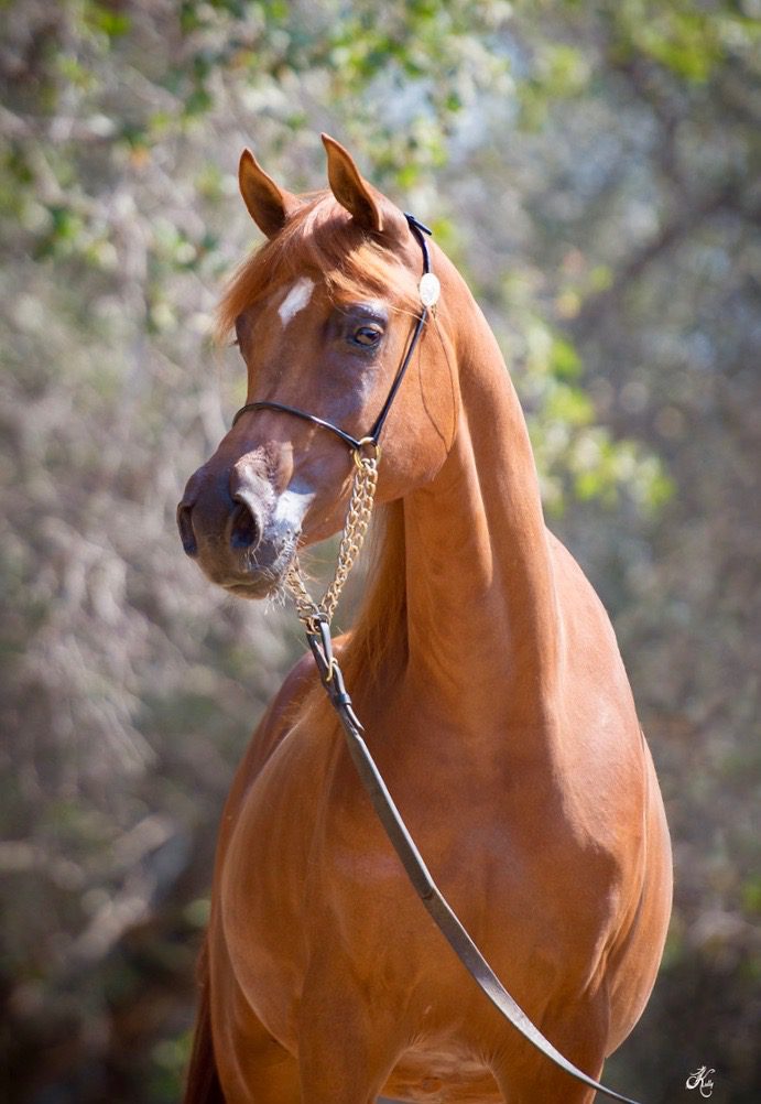 A brown horse is standing in the woods.