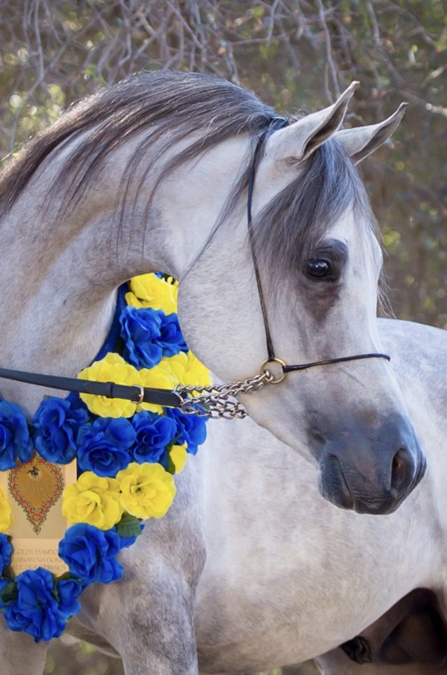 A grey horse with blue and yellow flowers on his neck.
